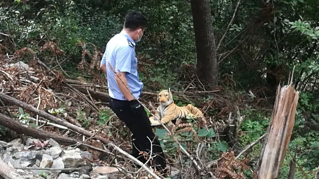 王大爷报警称树林里有“老虎”！民警上演单手擒“虎”！